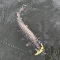 Señuelo swimbait hundimiento Minnow wobbler para lucio y trucha