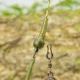 Hirisi clips plomo-goma para pesca de carpa con anillas - imagen 4