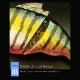 JEKEKU Wobbler SwimShad Glide flotante VIB para lucio y trucha - imagen 3