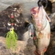 FISHER Buzzbait con hoja metálica para trucha y pesca giratoria - imagen 4