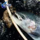 ANFS Moscas secas Zebra Midge Parachute atadas a mano - imagen 4