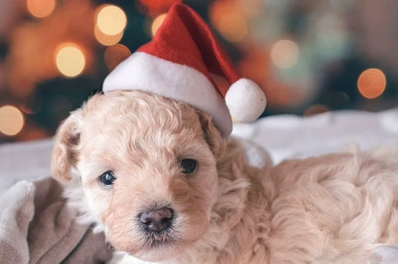 Gorro Papá Noel para Mascotas: Gato, Perro y Cachorro - imagen 2