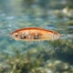Señuelo duro tipo lápiz biónico de largo alcance para agua dulce - imagen 4