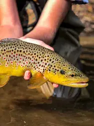 Anzuelos Elite TG para pesca con mosca – Jig boca ancha trucha
