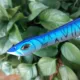 Swolfy Popper Topwater flotante para lucio y lubina – Wobbler