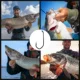 Anzuelos EWG doble púas FishTrip de acero alto carbono en V - imagen 4