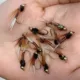 Ninfa Stonefly marrón con hackle y alambre de cobre para trucha