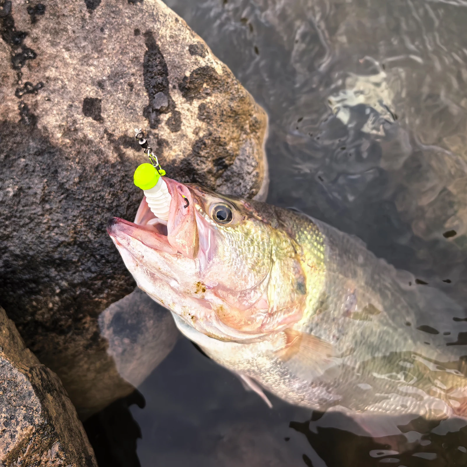 Vinilos TPE para pesca FREE FISHER Worms – cola aguja olor a pescado - imagen 5