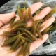 Swolfy Grub vinilo con cola de anzuelo jig para jigging - imagen 4