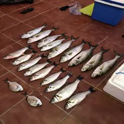 Señuelos luminosos para pesca de anguila con anzuelo y plomo
