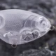 Señuelo de lubina flotante Dr.Holife sin pintar – cebo duro - imagen 2