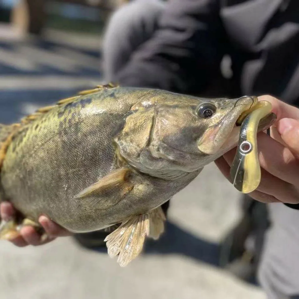 Señuelo Loach en acción