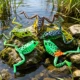 FREE FISHER Señuelo de rana de superficie – cebo blando - imagen 5