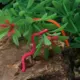 Vtwins Cabezas de tungsteno para mosca húmeda de trucha – rápido - imagen 5
