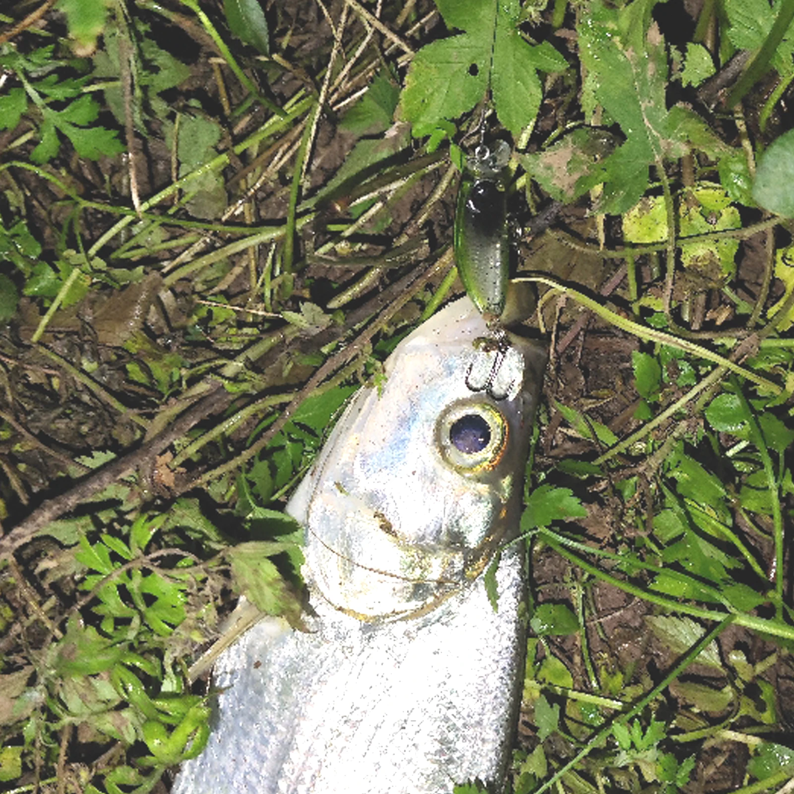 Free Fisher Señuelos Minnow hundimiento lento con sonajero Wobbler - imagen 4