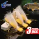 ANFS Chubby Chernobyl moscas de espuma montadas a mano - imagen 4