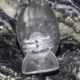 Señuelo flotante rígido Dr. Gnan para pesca en agua - imagen 3