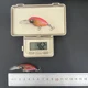 Crankbait duro sumergible para pesca de lucio, trucha y lubina - imagen 5
