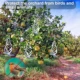 Goture repelente de aves con reflectores en espiral - imagen 5