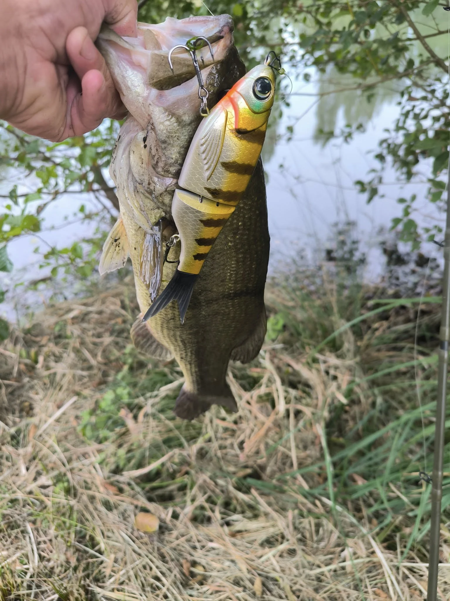 Swimbait glide en acción