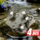 ANFS Moscas secas Zebra Midge Parachute atadas a mano - imagen 5