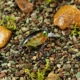 WALK FISH Crankbait minnow con sonajero y ojos 3D - imagen 4