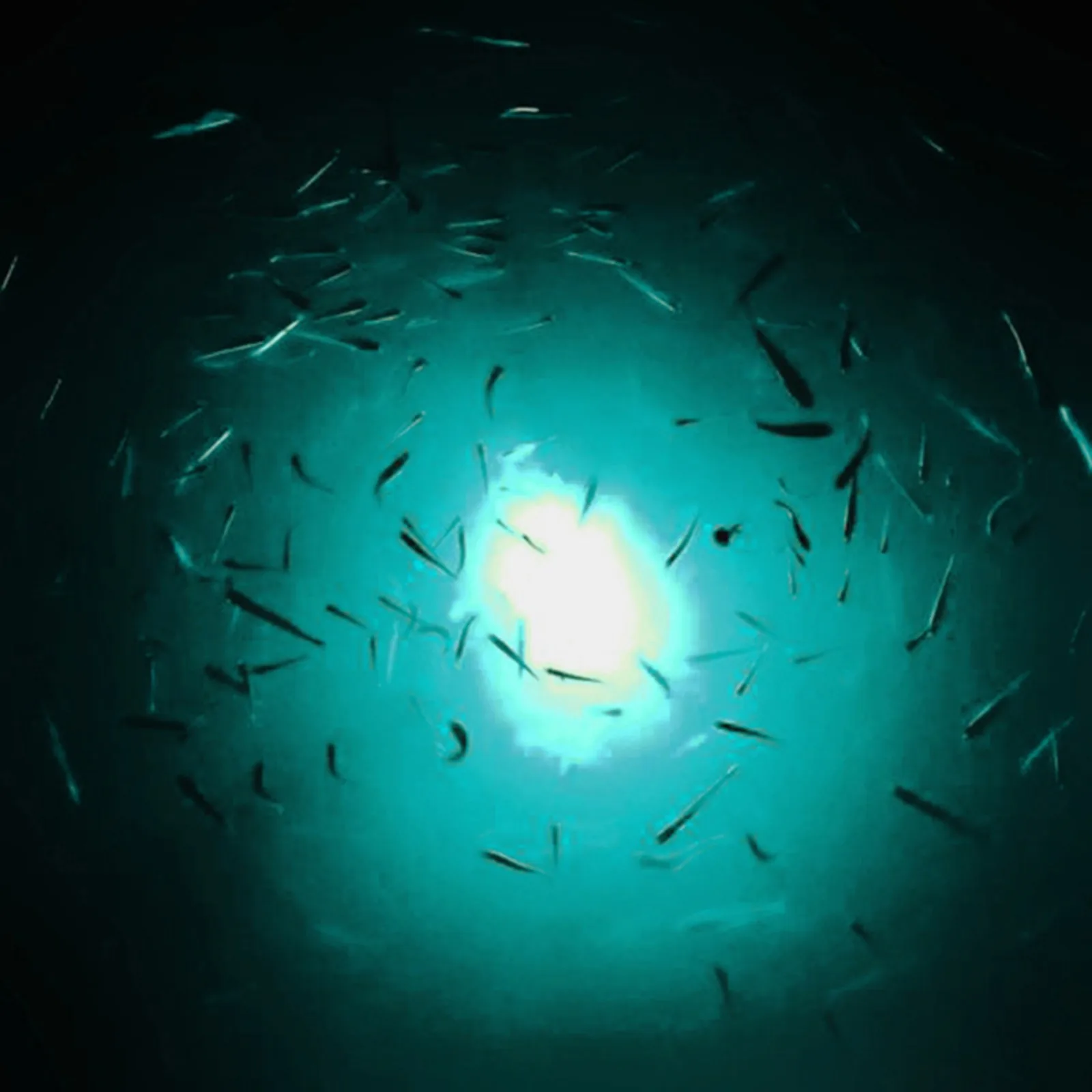 Luz subacuática LED IP68 Goture, ABS y PC para pesca