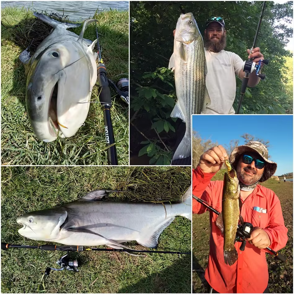 Caña carbono 30T japonés para spinning y baitcasting – Anillas Fuji