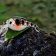 Crankbait flotante señuelo duro para lucio, lucioperca y lubina - imagen 4