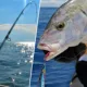 Goture Cuchara metálica para pesca vertical de plomo - imagen 5