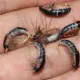 Ninfa Scud realista para trucha, señuelo atado de mosca - imagen 3