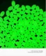 Cuentas luminosas y cinta fluorescente para rigs Texas y Drop Shot - imagen 2