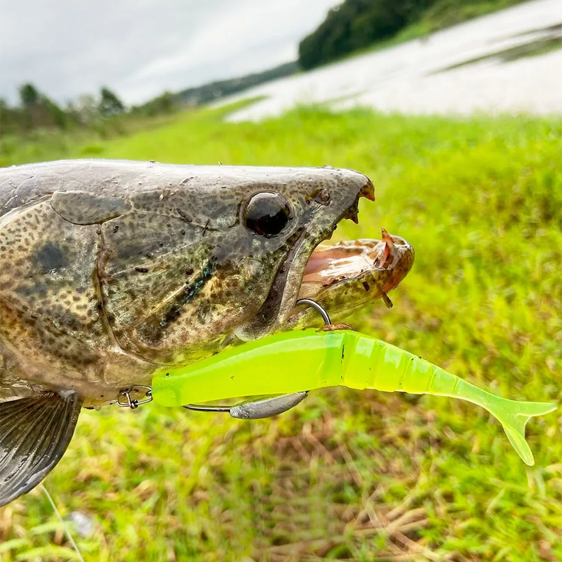 Jig Head lastrados FishTrip – Anzuelos para vinilo y Texas rig - imagen 5