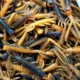 Swolfy Señuelo vinilo de camarón para micro pesca en Drop Shot - imagen 5