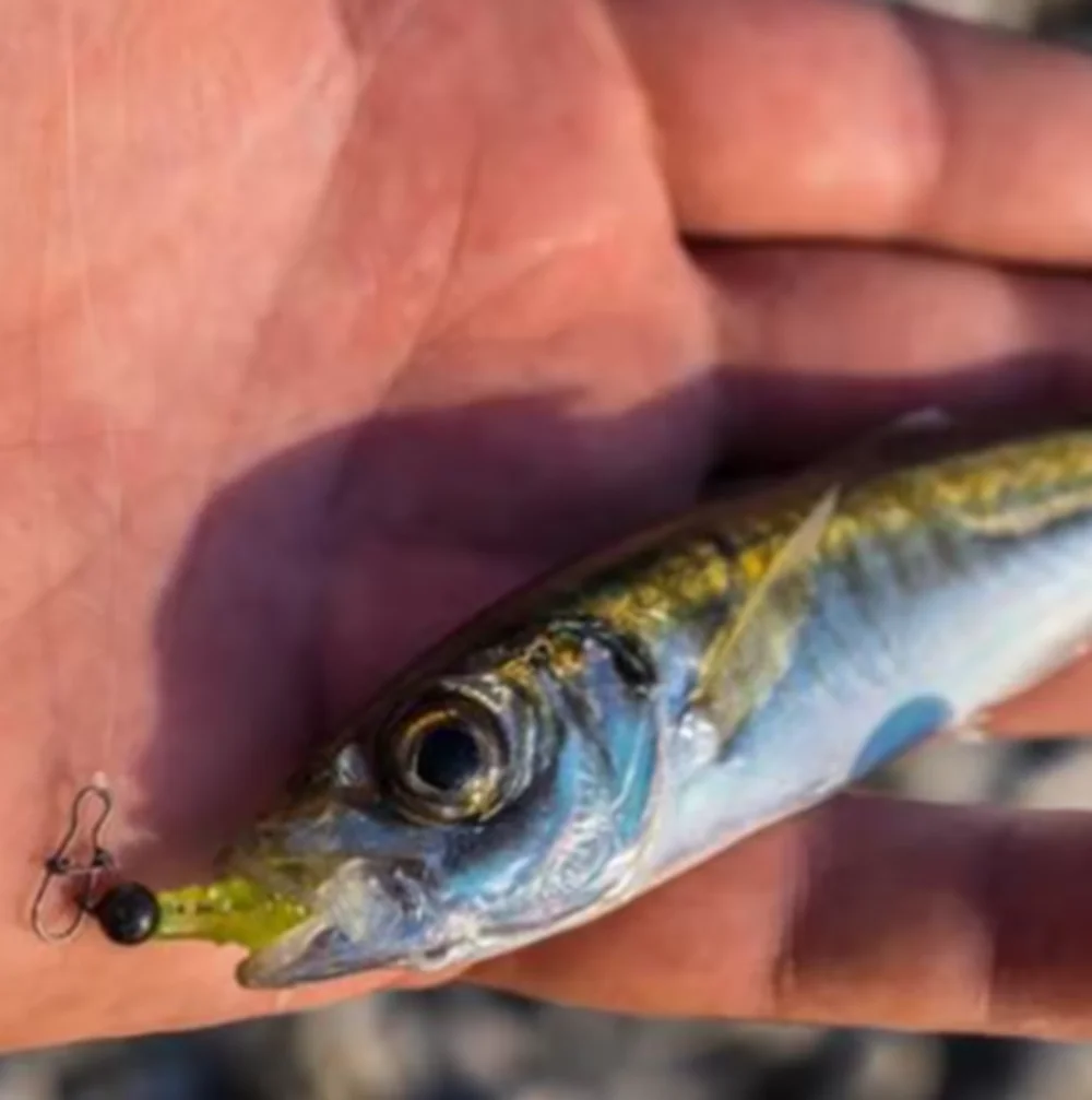 MUUNN Cheburashka de tungsteno para pesca con mosca, más sensible - imagen 2