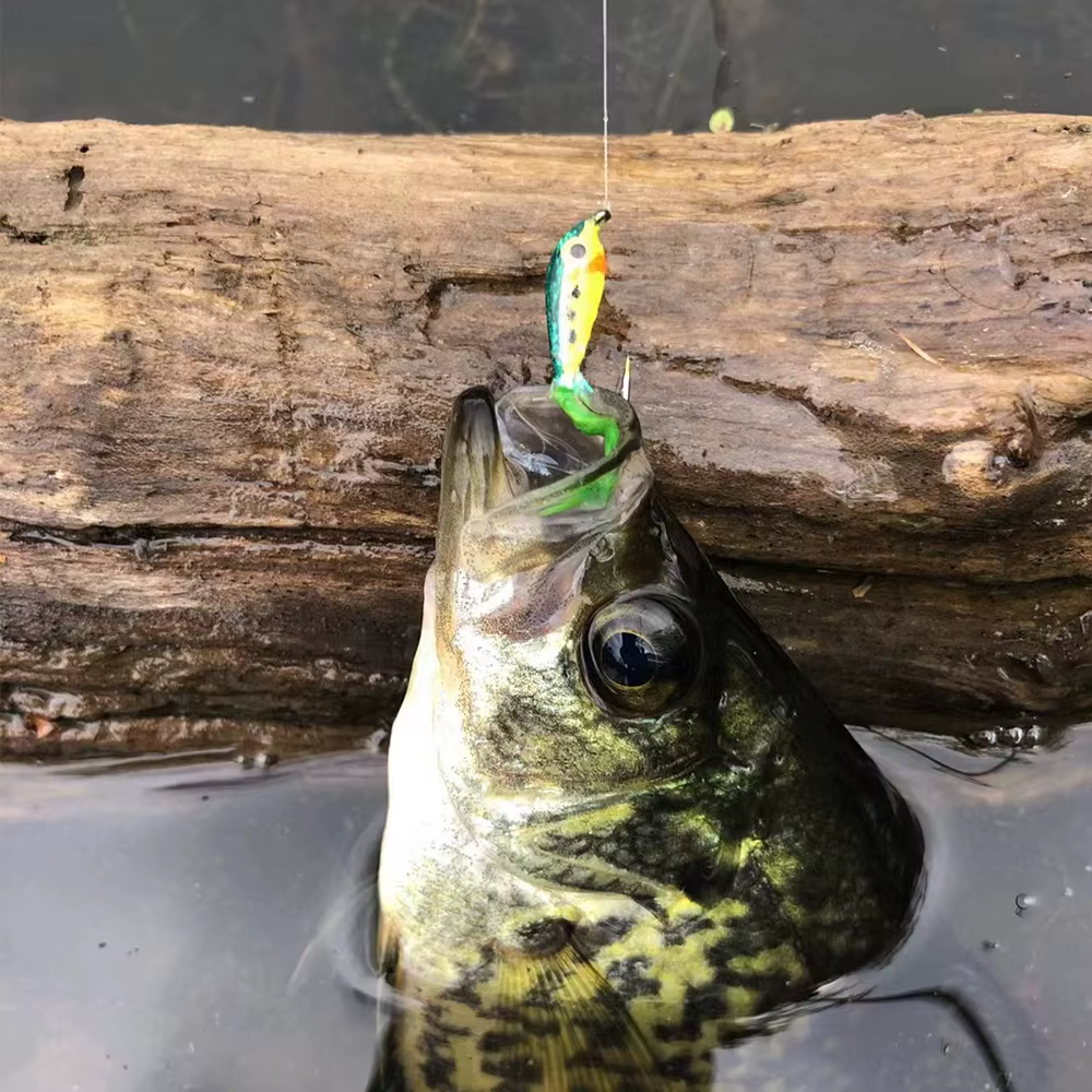 Pesca en arroyo con el señuelo visible en la superficie del agua