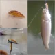 Crankbait sin pintar con ojos para carpas – agua dulce
