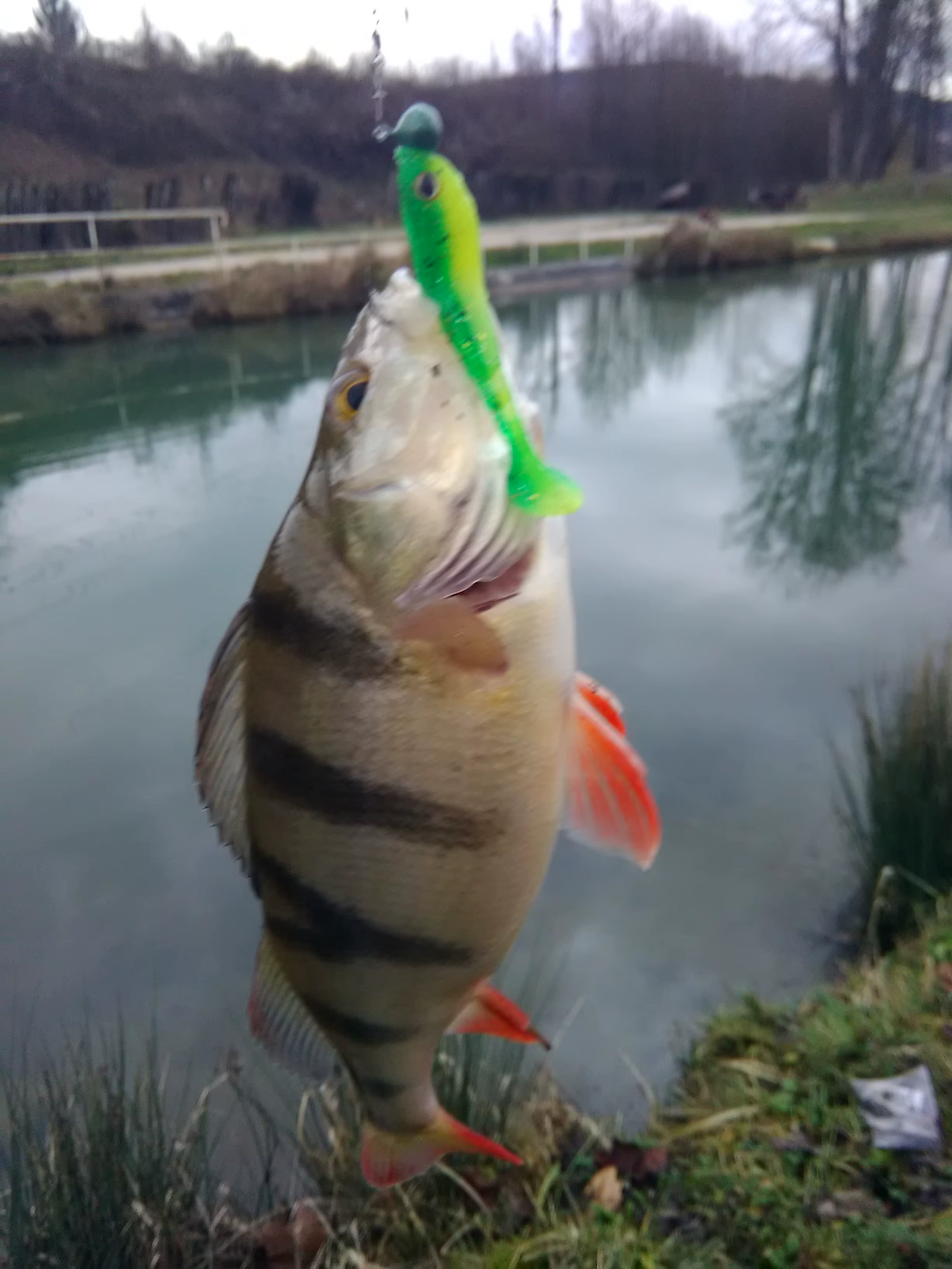 Swimbait KESFISHING VIBRO SHAD 62mm blando para carpa - imagen 5