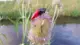 Señuelo Crankbait transparente wLure sin pintar, ligero, plástico