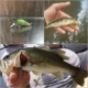 Crankbait sin pintar con ojos para carpas – agua dulce - imagen 2