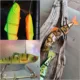 wLure señuelo minnow articulado nado perfil grande hundimiento rápido - imagen 2