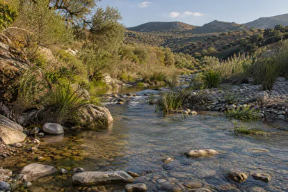 Arroyo mediterráneo con piedras, vegetación de ribera y colinas de olivar en un paisaje andaluz