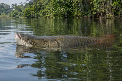 Recreación de un pirarucú asomando la boca en la superficie de una laguna tropical