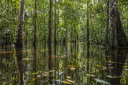 Bosque amazónico inundado con troncos y reflejos sobre aguas tranquilas