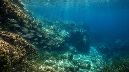 Fondo rocoso mediterráneo con praderas marinas y peces que ayudan a localizar zonas de pesca submarina.