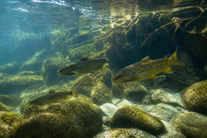Truchas autóctonas nadando libres entre rocas de un río gallego saludable.
