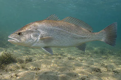 Recreación de una corvina plateada nadando sobre el fondo arenoso de un estuario