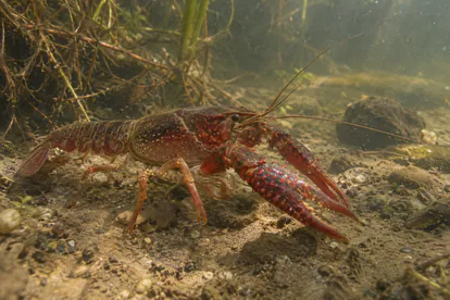 Recreación de un cangrejo rojo americano entre raíces y piedras en el fondo de un río