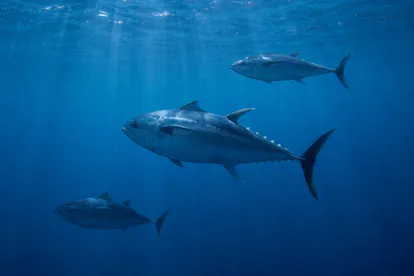 Atunes rojos adultos nadando libres en aguas abiertas del mar Mediterráneo.