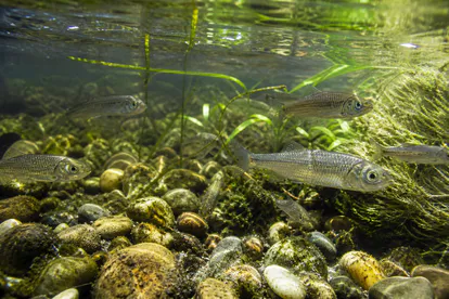 Bermejuelas autóctonas nadando entre grava y plantas en un río limpio.